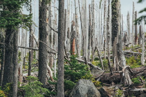 Three-Fingered Jack