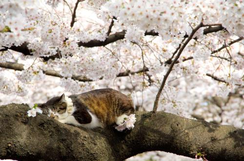 tamorapierce:The cats were the first to love cherry blossom season