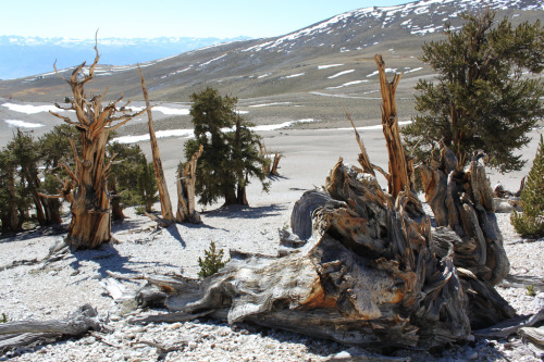 tree-whisper: odditiesoflife:The Ancient Ones:  Oldest Living Organisms on EarthThe trees of the