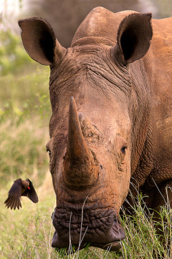 Wildlife World Zoo