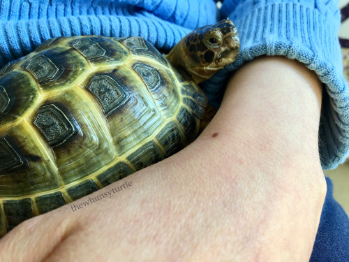 Lap tortoise duty may look like an easy job of snuggling, but there is a lot of hard work watching e