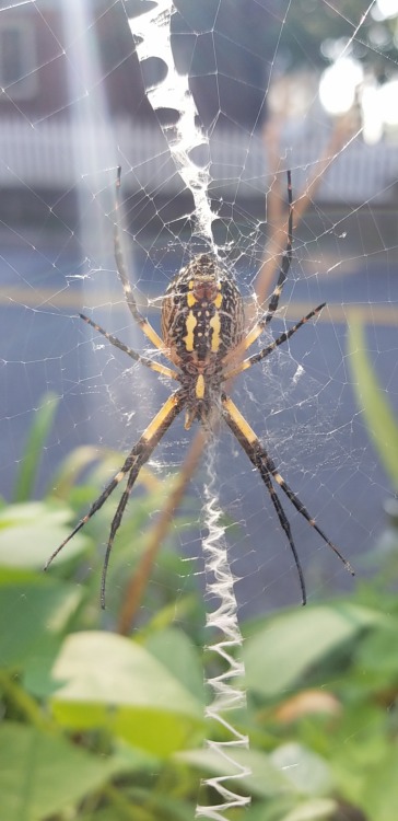 Our local mother-to-be enjoying a meal. She’s a zigzag spider! Isn’t she beautiful? She’s been guard