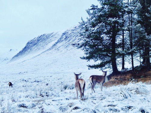 celticrealm:some wee scottish deer