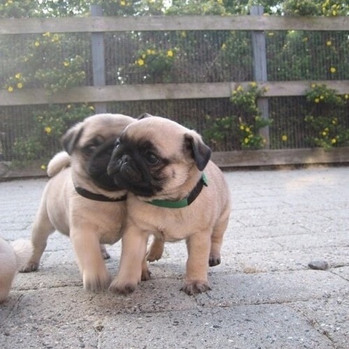 dislocatinq:  Pugs are life