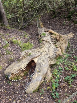 Porn photo lionfloss:Model of a decomposing Tyrannosaurus