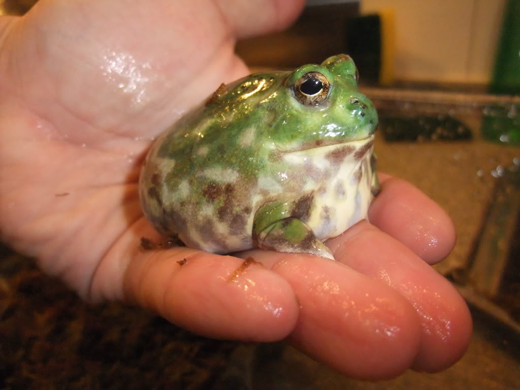 toadschooled:The Chaco horned frog [Chacophrys pierotti] is a species of frog monotypic