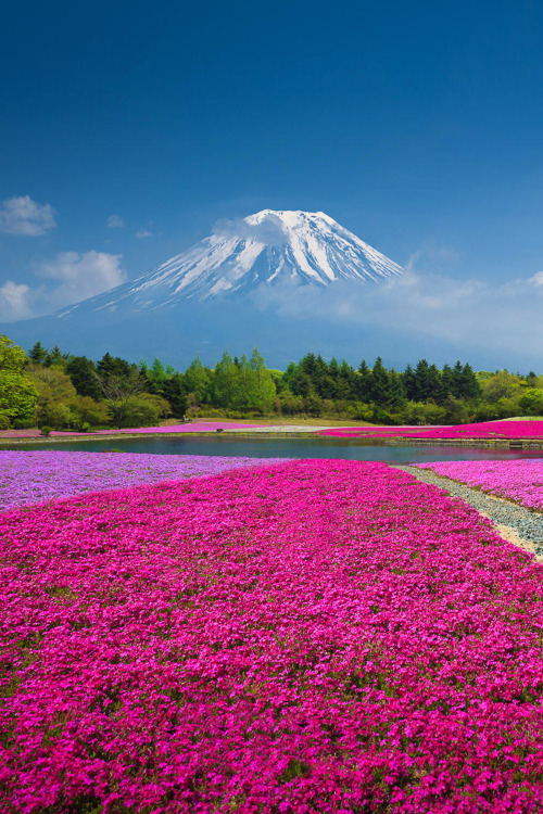 lanatura: Fuji Shibazakura festival by Jirat Srisabye