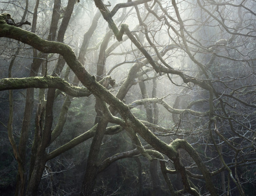 Padley’s Web by vuzephotography.co.uk