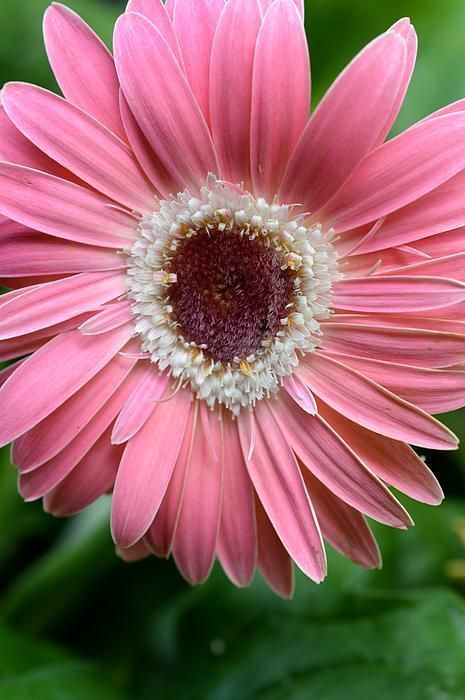 FLOWER POWER