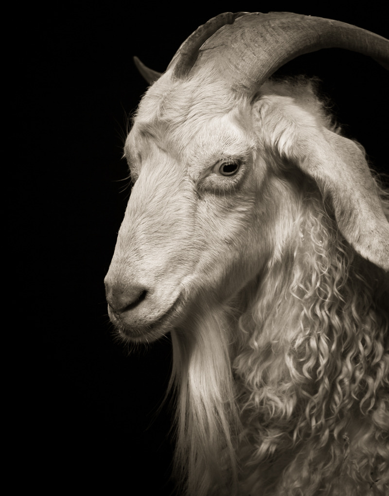 itscolossal:  Majestic Black and White Studio Portraits of Goats and Sheep by Kevin