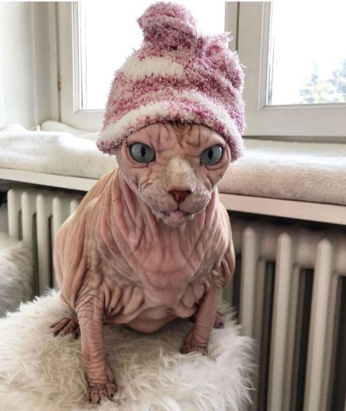 awesome-picz:    This Extra-Wrinkly Evil-Looking Cat Is Actually Very Lovely.