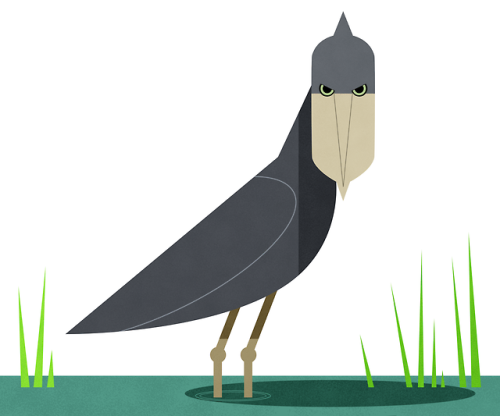 winslowdraws:shoebill storks