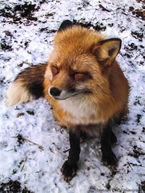 walkingfoxiest:            a post where I explain with images how foxes are the best thing ever, and how if you disagree you are obviously wrong  Among the best. Not THE best.