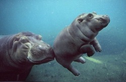 awwww-cute:  A momma hippo “booping” a baby  Aww =3