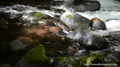 connie-awanderingsoul:  Herman Creek