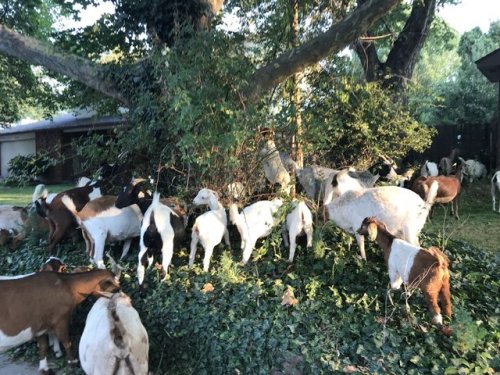 vaspider: morathor:  tastefullyoffensive: The goatpocalypse is upon us. (via KTVBJoe) Updates have since come on this subject; we now know where the goats came from and I gotta tell you, it is better than you could possibly imagine.  See. These goats