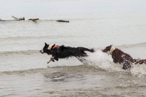 TGIF #thankgoditsfriday #tgif #dog #dogs #bordercollie #collie #packlife #dogsofinstagram #dogsatpla