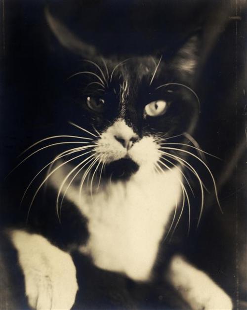 Wanda Wulz, Io + gatto, 1932 (Source: Metropolitan Museum of Art) Wanda Wulz was an Italian photogra