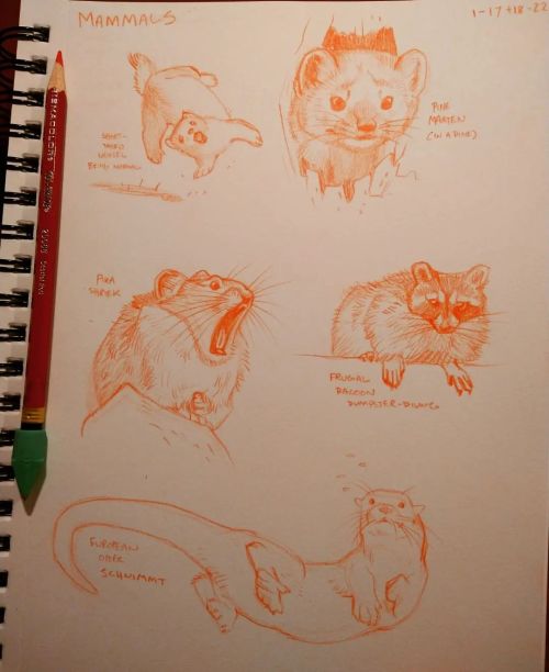 More squishy, damp, hairy mammals. (Some wetter than others.) #mammalsketch #artistgrowth #notabird 