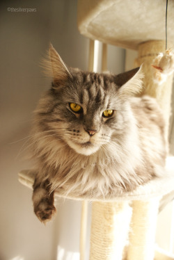 thesilverpaws:  Blake — Maine Coon, black