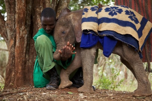 wildeles: Rescuing orphaned baby elephants in Kenya - in picturesTuesday 12 August 201410.50 EDTTo m
