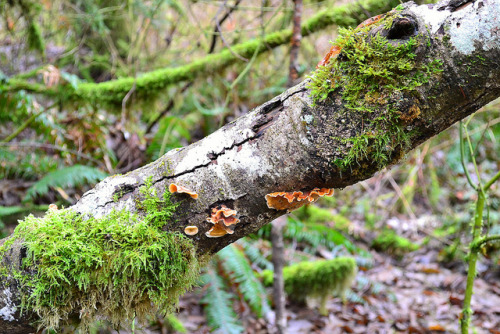 Tynehead Regional Park, British Columbia by careth@2012 on Flickr.