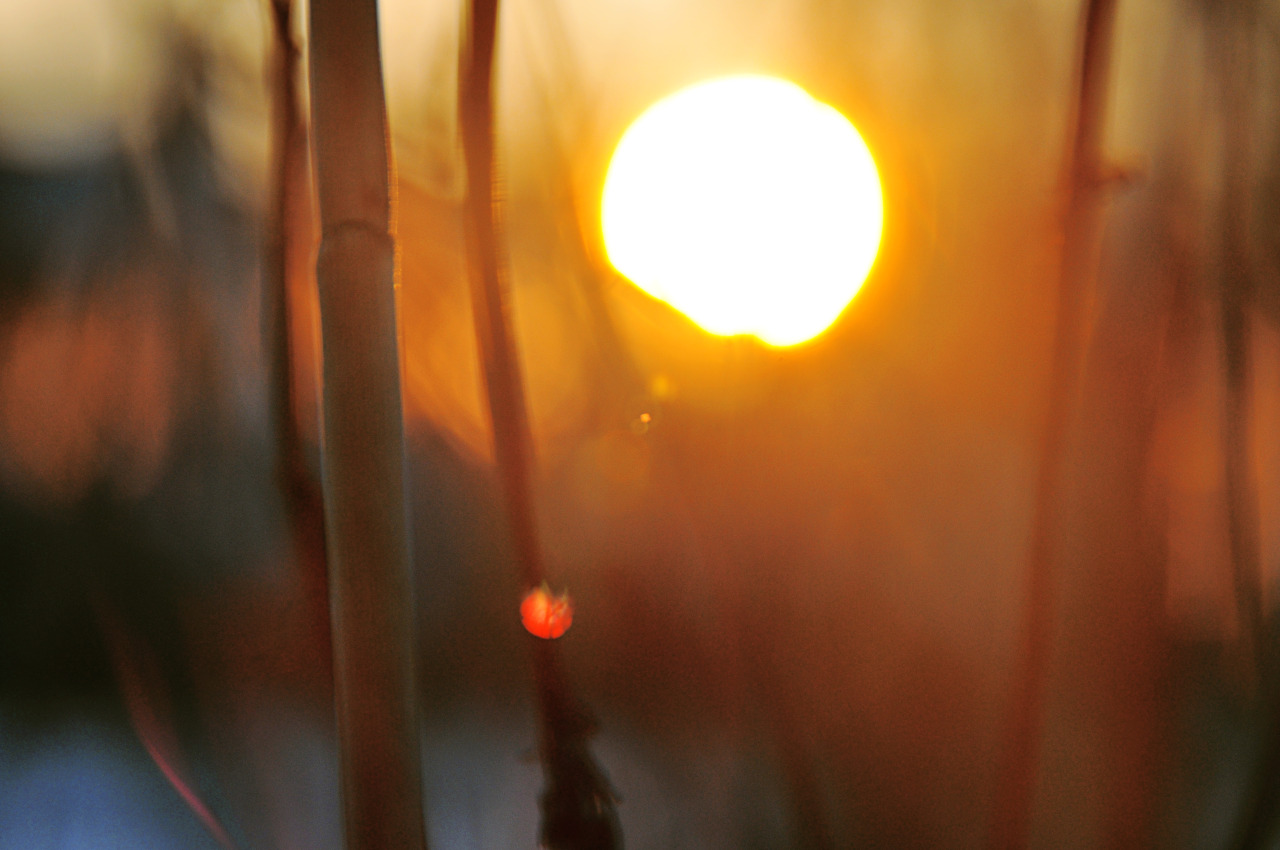 laurazalenga:  evening glow in the reed
