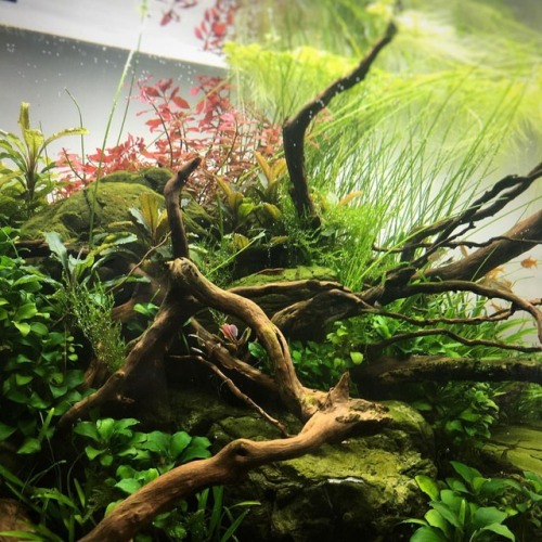 Details of my #aquascape