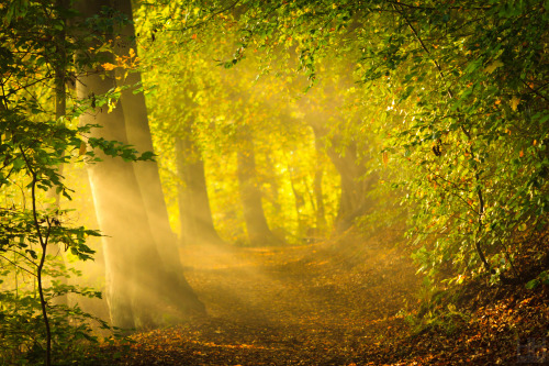 faeryhearts:It was one of those perfect English autumnal days which occur more frequently in memory 