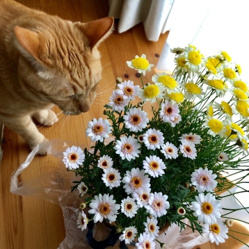 chikuwathecat: My flowers were blooming a lot, and the newcomers came to my house. 僕の花はたくさん咲き、新入り達が家