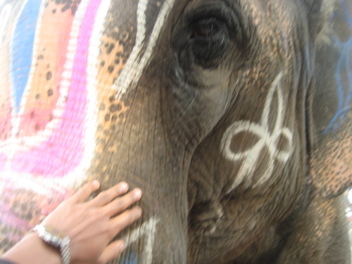 Elephant in Indore, India