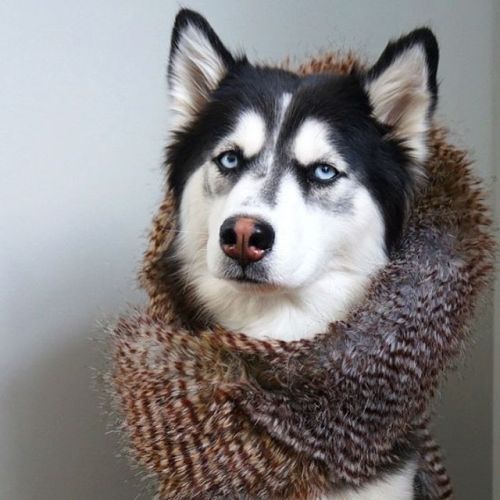 Happy 3rd birthday to Tasha bear, first of her name. Queen of the North. Boss of all dogs. Demander 