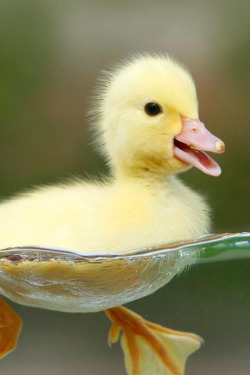 here’s a cute duck