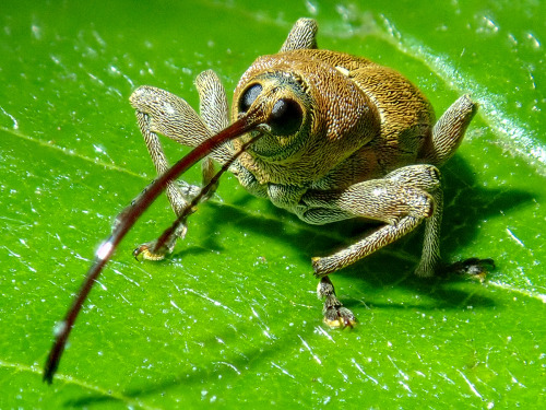 onenicebugperday:  Acorn weevil, Curculio glandium, CurculionidaePhotographed in Germany by peter839  