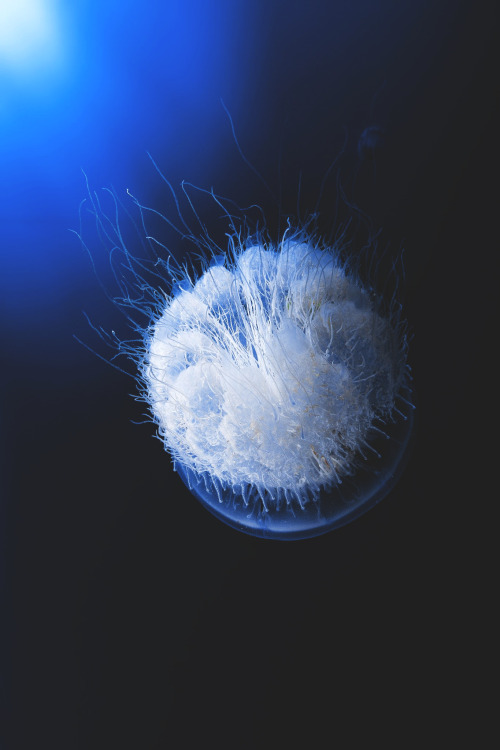 wavemotions:  Jellyfish