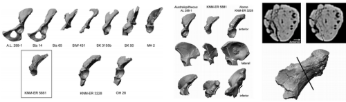 theolduvaigorge:Associated ilium and femur from Koobi Fora, Kenya, and postcranial diversity in earl