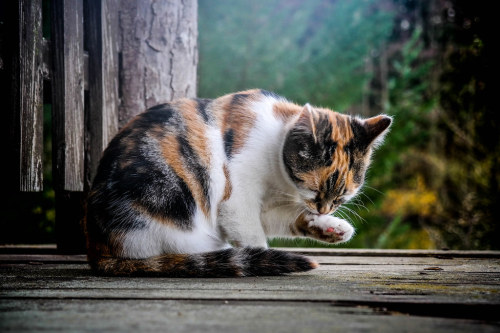 yesgivemecats: