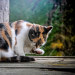 yesgivemecats: