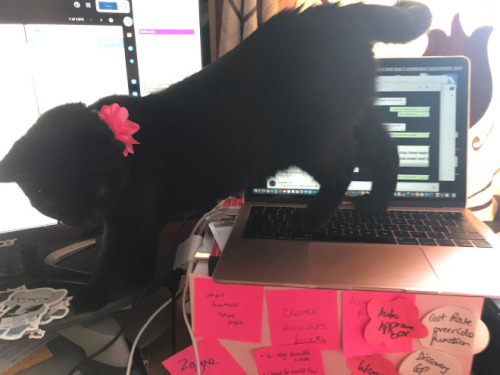 catasters:People Are Sharing How Their Pets Deal With Them Working From Home