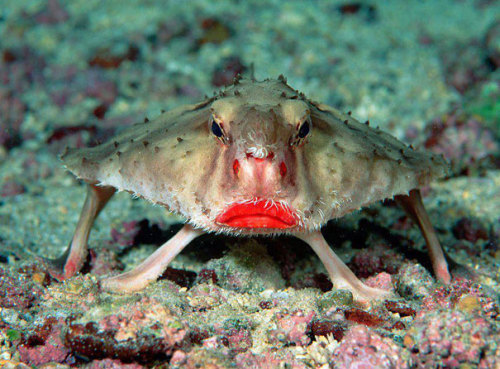 odditiesoflife:Red-Lipped BatfishAt Curious History, we love strange animals. They show just how div