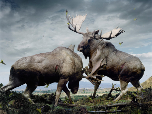 npr:  staceythinx:  More work from photographer Simen Johan’s project Until the Kingdom Comes. Find out more about him and the project from the Yossi Milo Gallery, which hosted the exhibit.  These images are stunning! -Emily