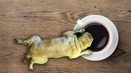 sleepy morningcoffee pug
