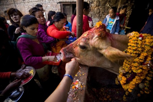 nubbsgalore:following yesterday’s kukur puja (featured here) is today’s gai tihar, the third day of 