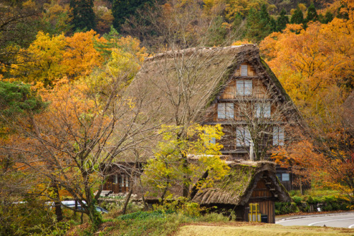 Changing Leaves in Shirakawa-go