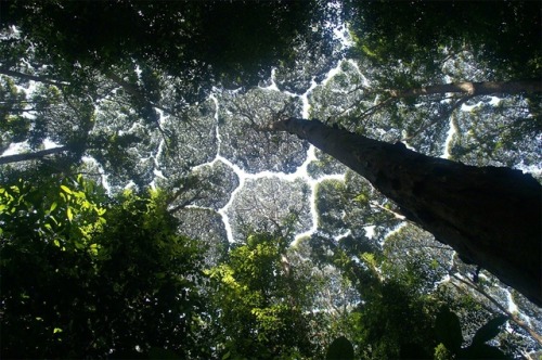  Crown shyness (also canopy disengagement, canopy shyness, or intercrown spacing) is a phenomenon ob