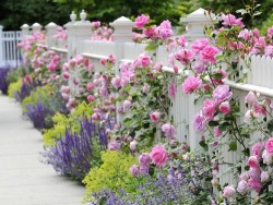 Lavender and roses.