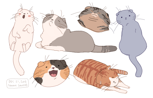 scottish fold babies :’)