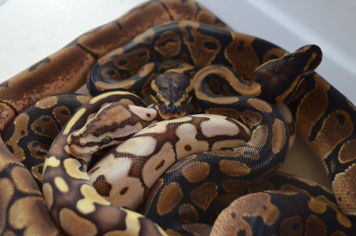 fuckyeahballpythons: The pile.