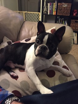 sealsthe-deals:  Why u lookin at me guyz?  #bostonterrier #idiot