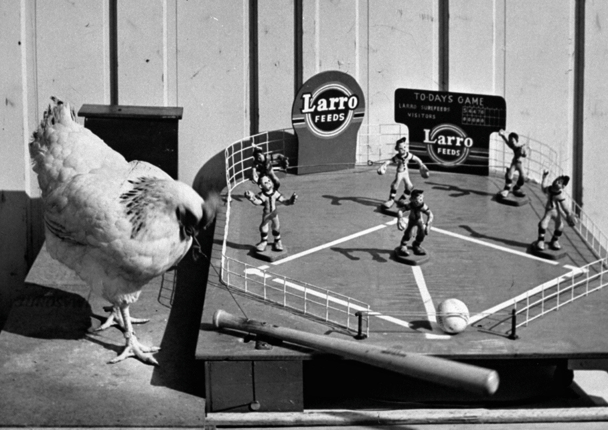 Al Fenn - Chicken playing baseball during an animal experiment, pecking at a rubber